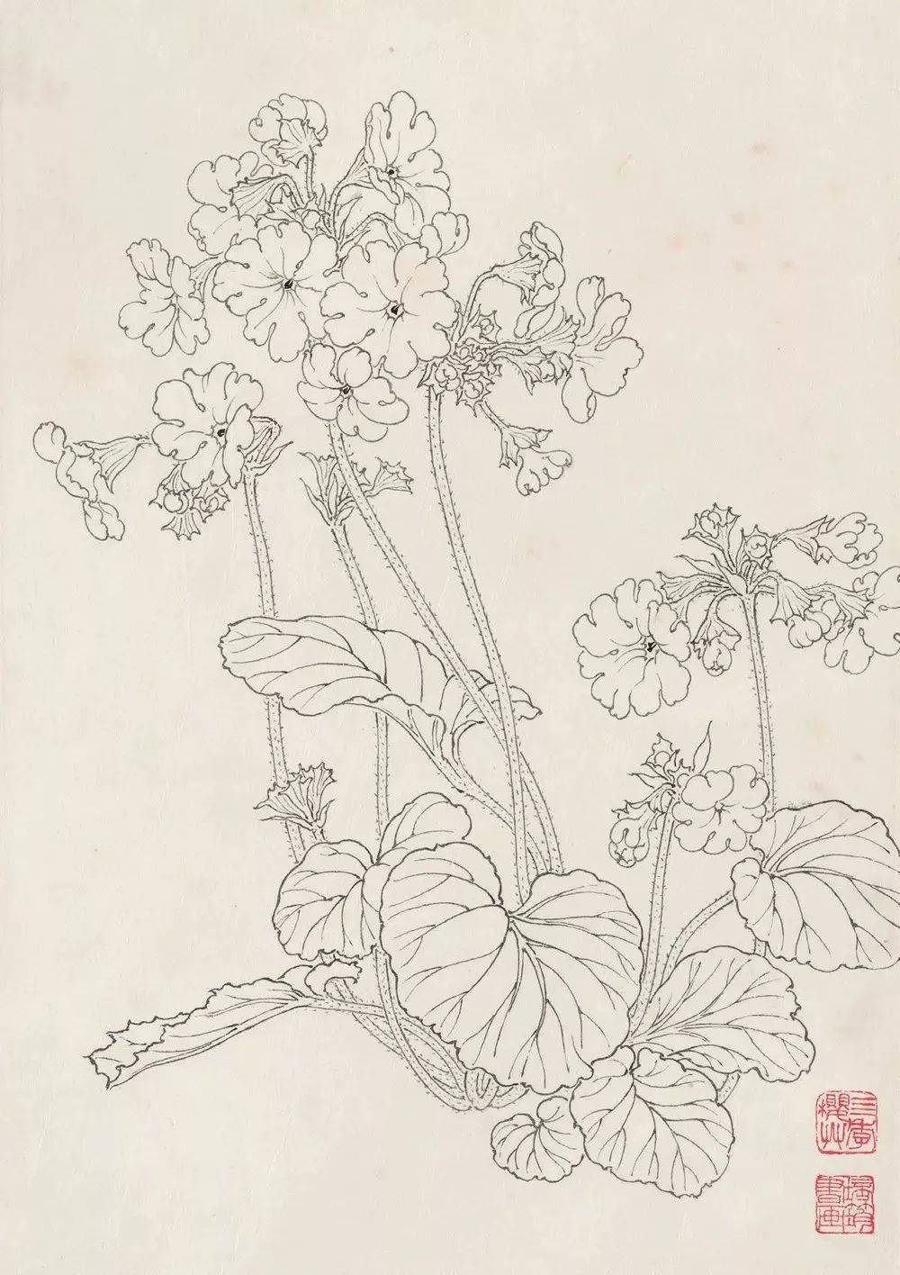 传统白描把花画活了