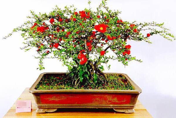 想要家里财源滚滚,就盆栽长寿冠海棠老桩,养得越久越值钱_手机搜狐网