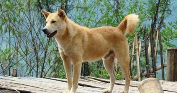在中国古代狗的种类怎么分 中华田园犬为何又叫帝王犬_樊哙