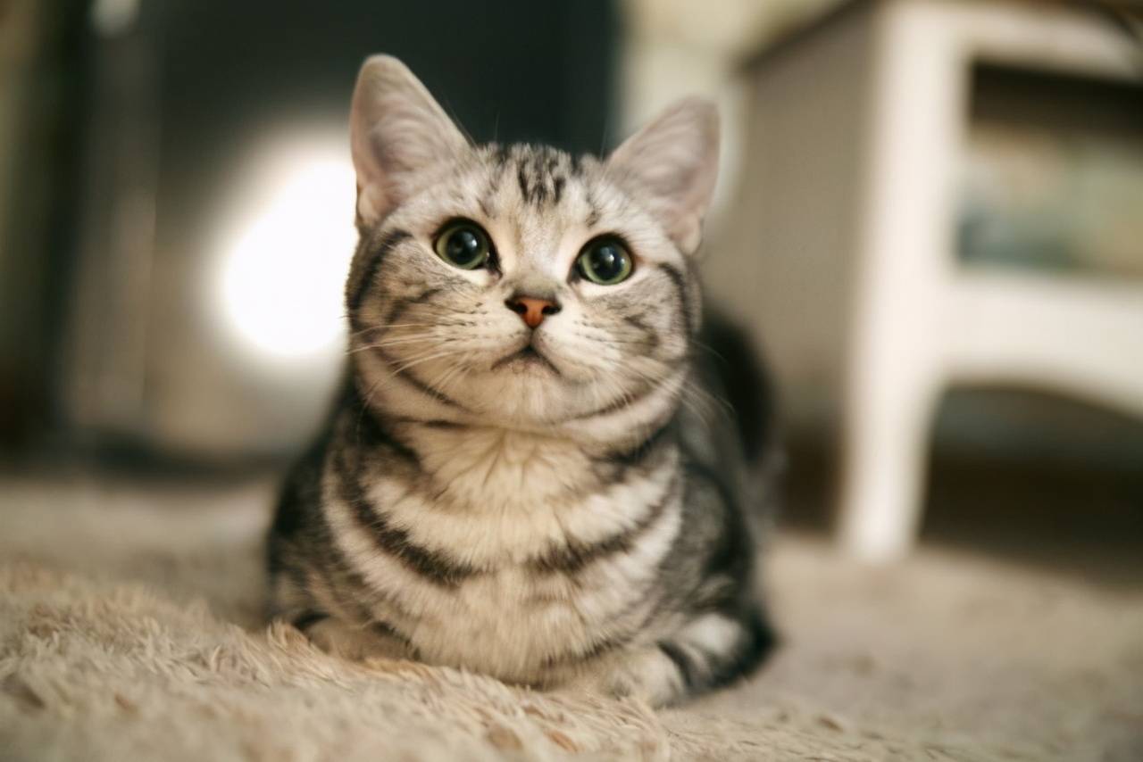 美国短毛猫常见的8种毛色，你最爱哪一种？_颜色