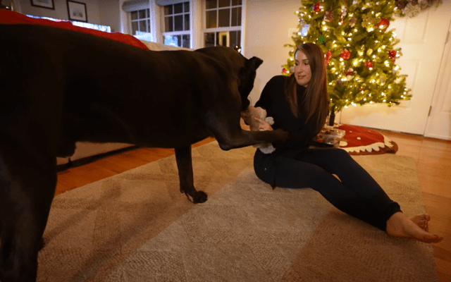 养了一只猛犬,头比主人还大!但狗狗跟女主人玩耍超温柔小心