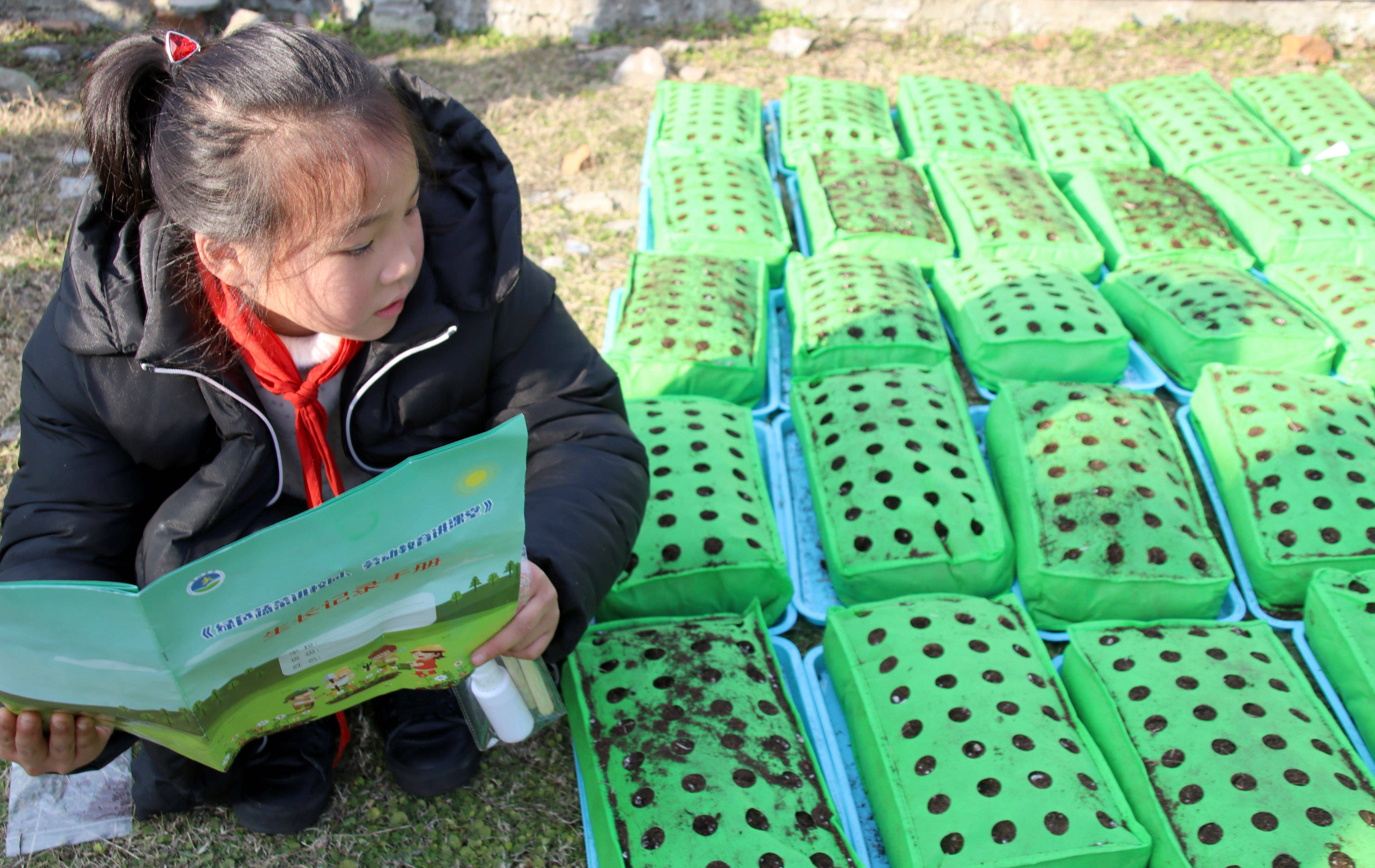 长桥中心小学银杏树图片