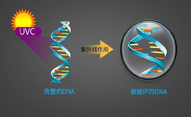 紫外线(破坏微生物细胞的dna(脱氧核糖核酸)和rna(核糖核酸)的分子