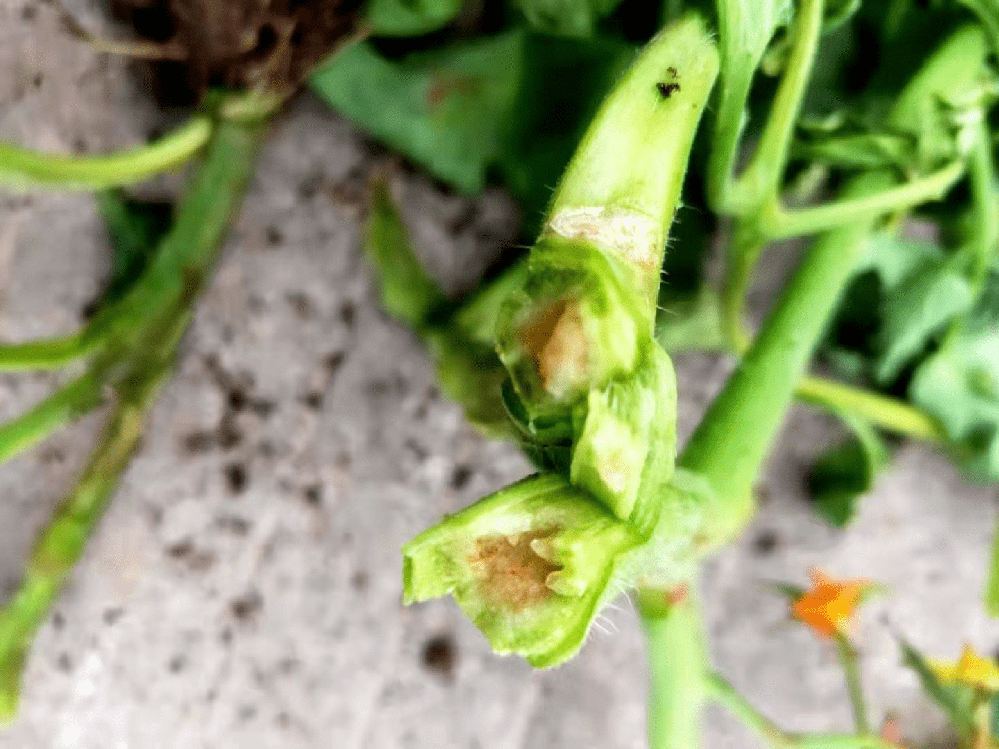 番茄青枯病的特点以及防治措施