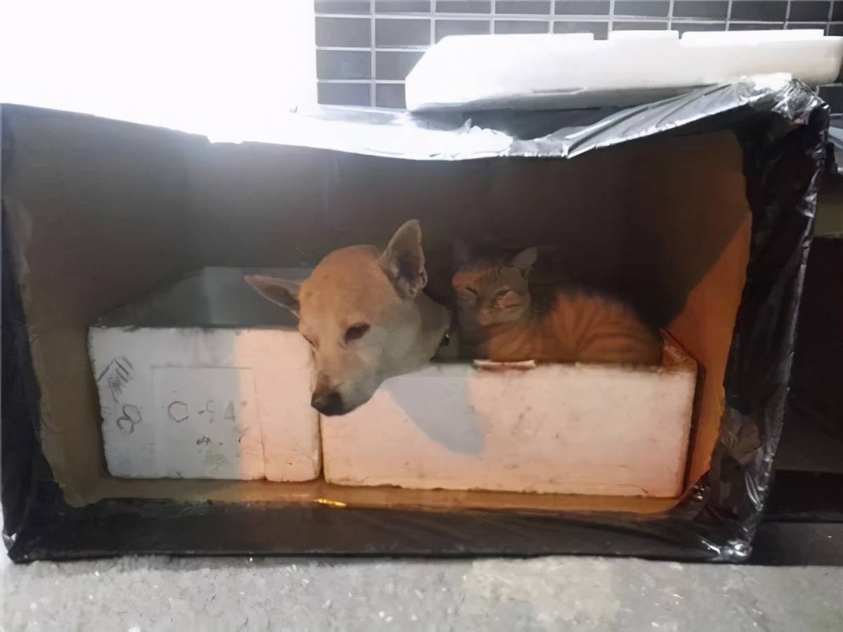 大多流浪猫狗可能活不过冬天!如果可以的话帮帮它们-搜狐大视野-搜狐新闻