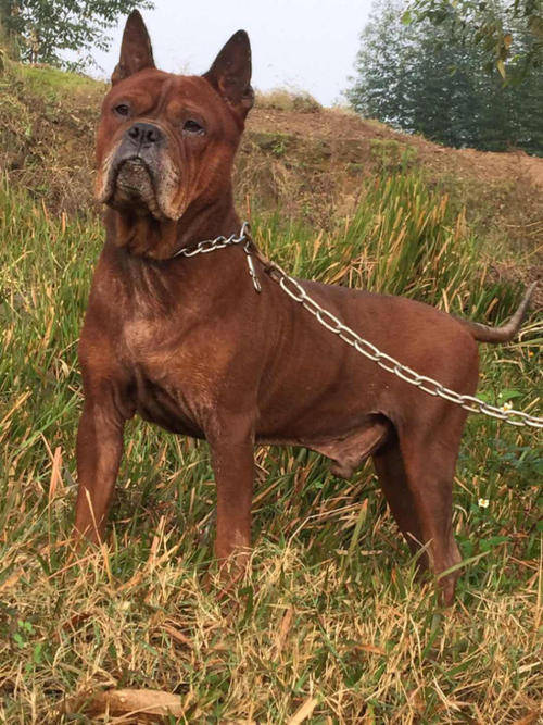 5种出了名的"中华田园犬",每一种都超帅_猎犬