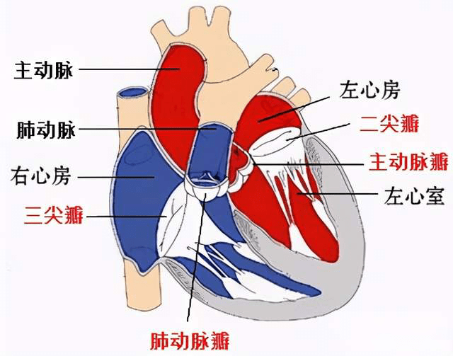 肺动脉瓣瓣叶解剖图图片