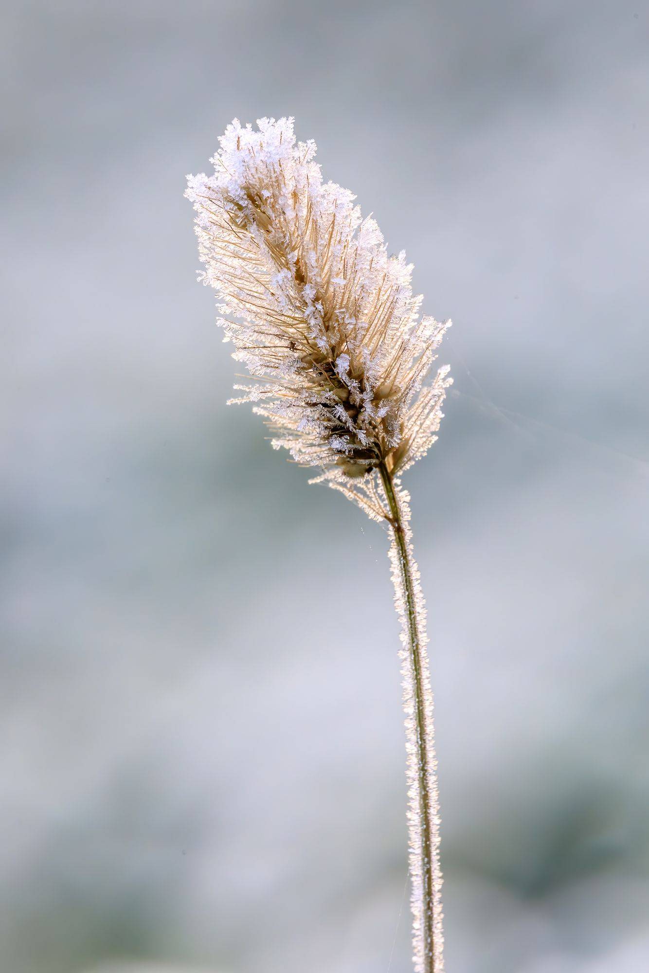 霜花勝雪這是武漢的冬天