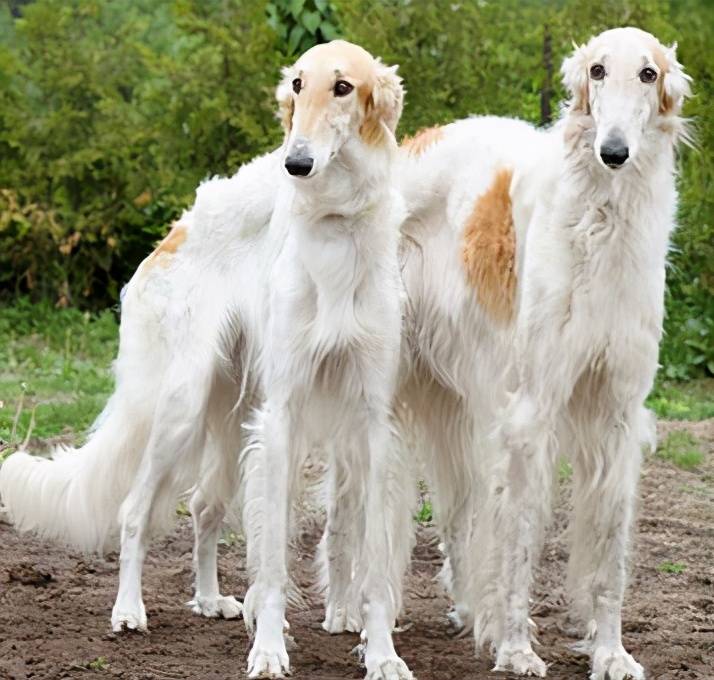 这些狗狗才是妥妥的大长腿中国犬种也榜上有名