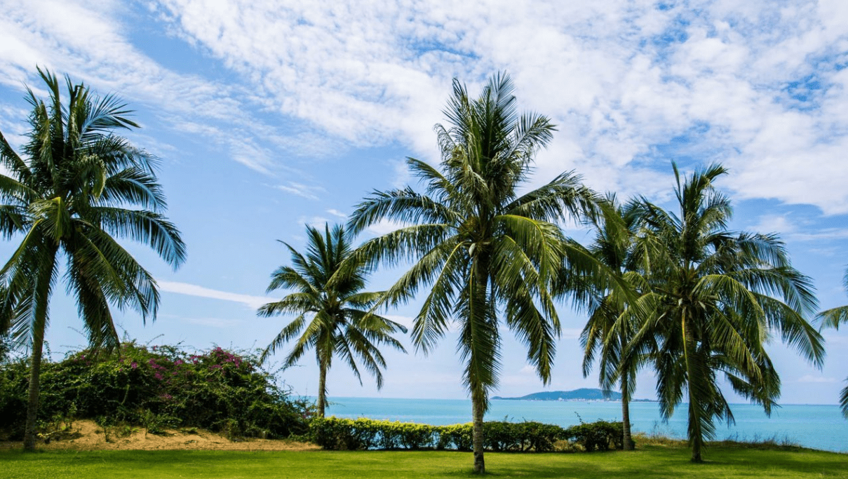 可以在|三亚湾椰梦长廊