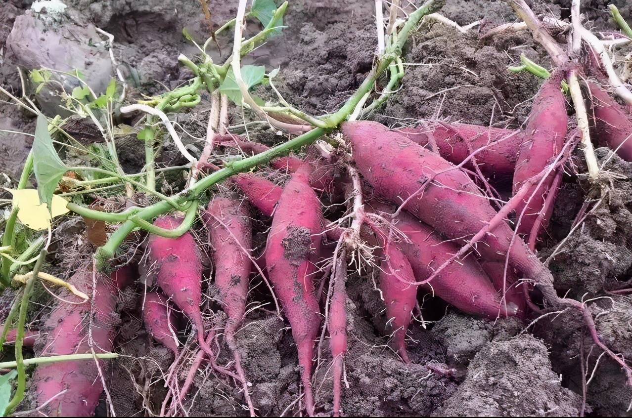 辰颐物语:临安天目山地瓜干吃一口就忘不掉的甜甜的,糯糯的