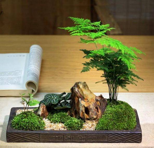 原创书房盆栽文竹,该如何管理养护?注重5方面,枝叶翠绿又茂密