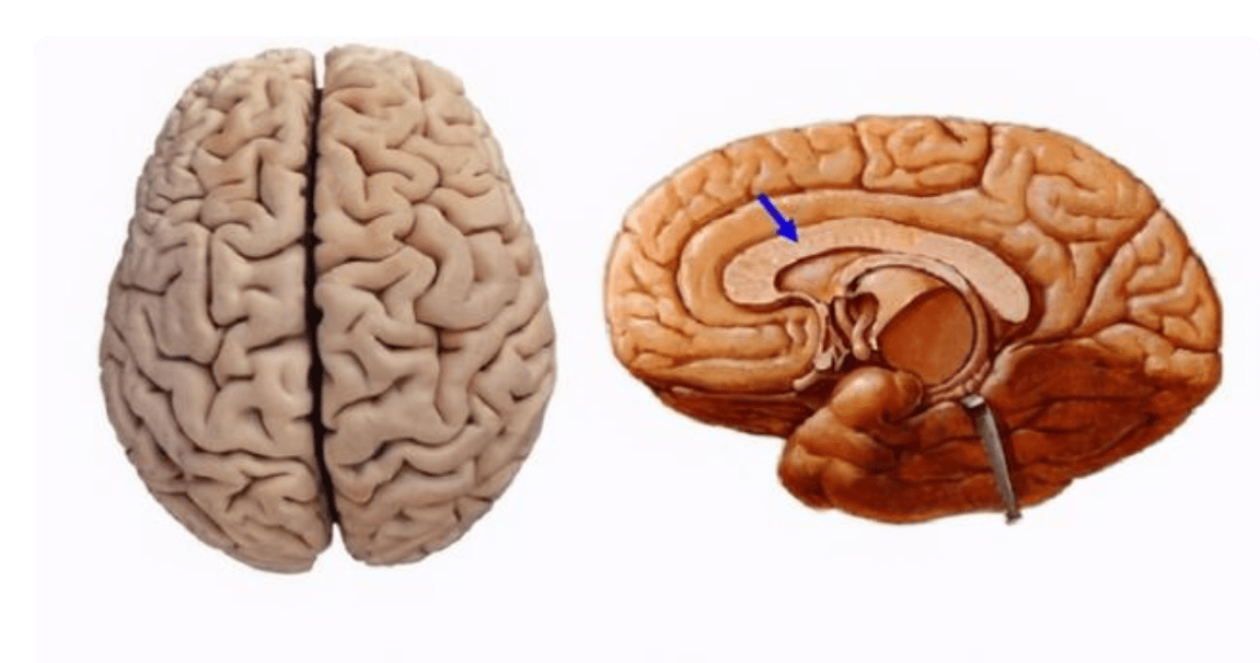 原创右脑型宝宝的家长有福了具备这三个特点孩子越长越聪明