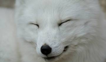 原创老道临终收一徒弟岂料是狐狸所化多亏道长留下一手