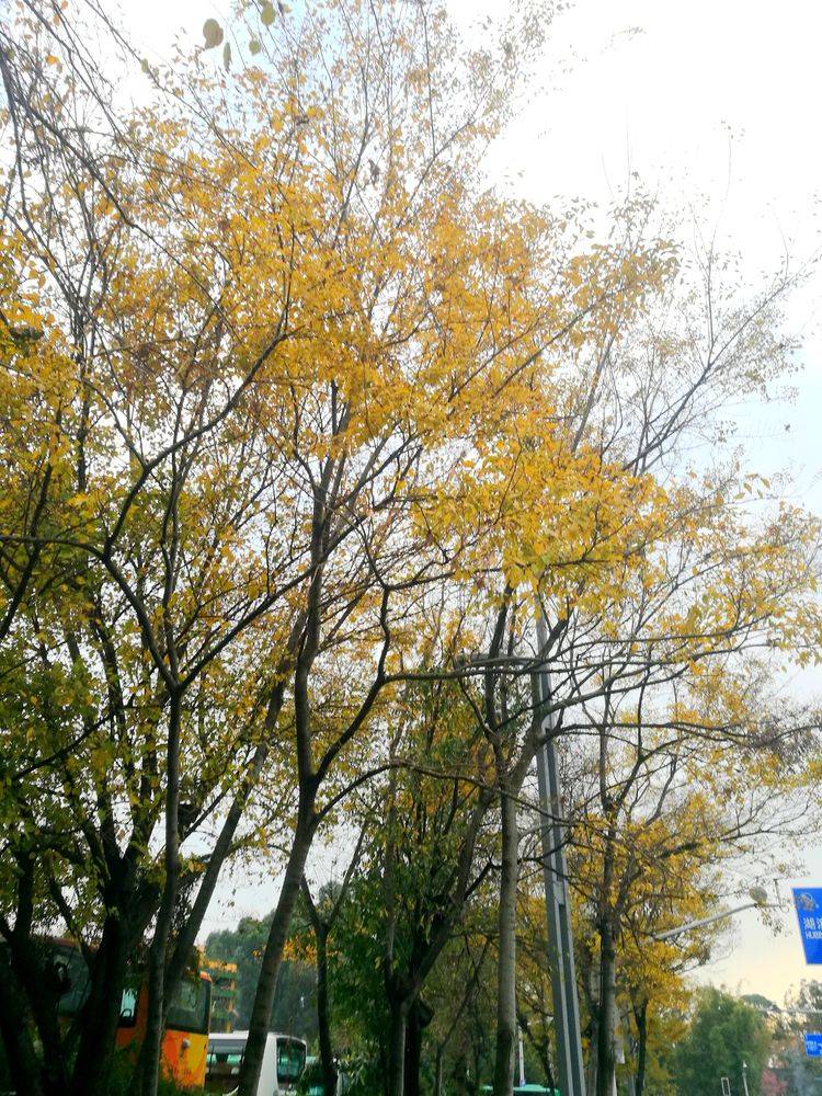 昆明人的冬日乐趣一赏滇朴、遨游书海、吃过桥米线!_搜狐网