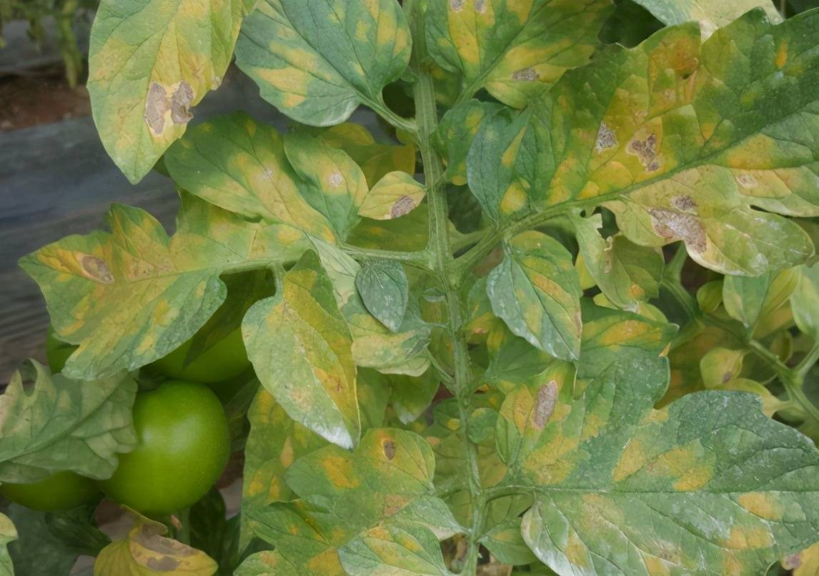 快速了解番茄叶霉病的症状识别和防治方法从此走向高产之路
