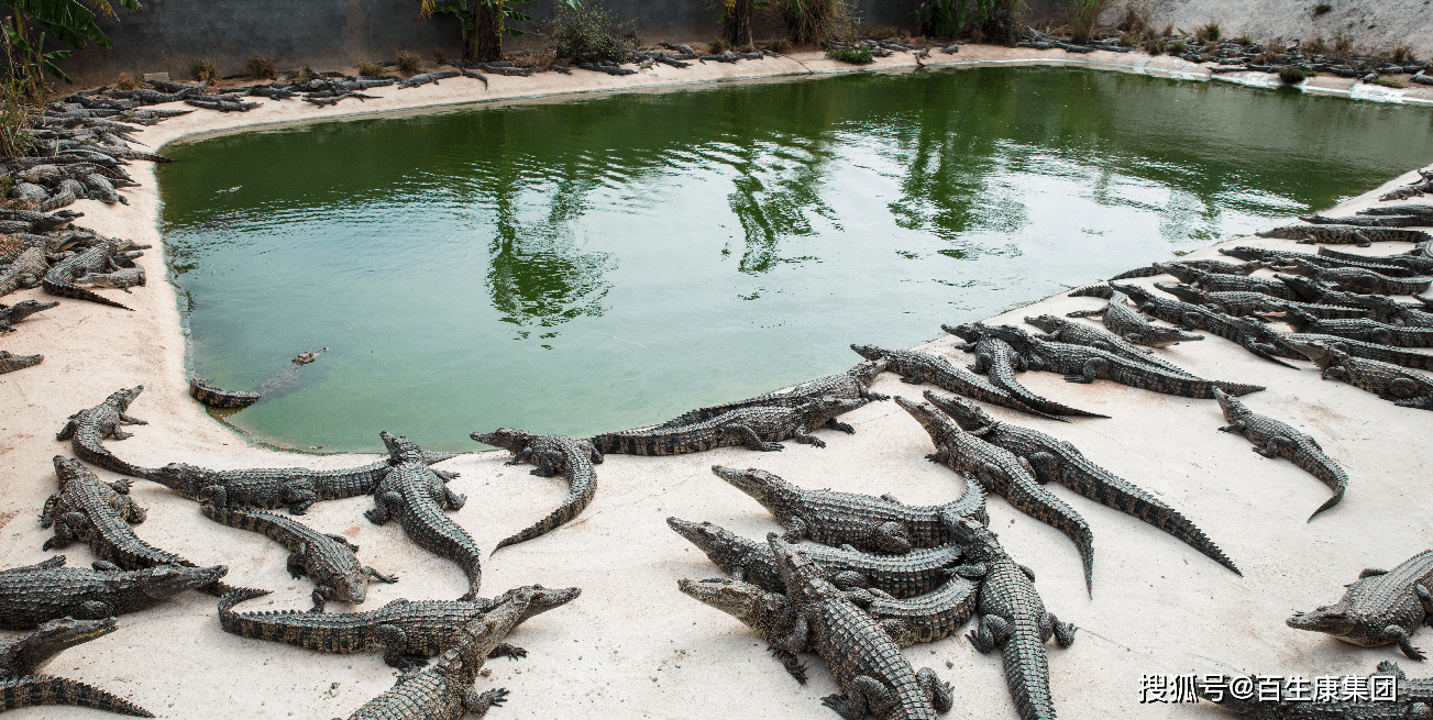 中国最大的鳄鱼养殖场图片