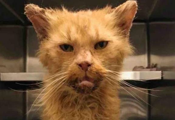 原创无牙猫咪爱吐舌头呆萌表情萌化小伙小伙以后跟着我混了