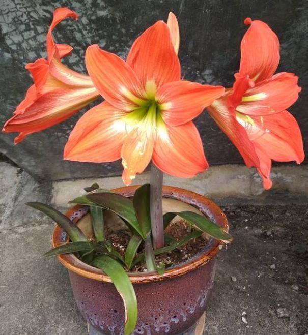 秋分前盆栽种球花选这2款开花漂亮持久入土40天就冒花苞