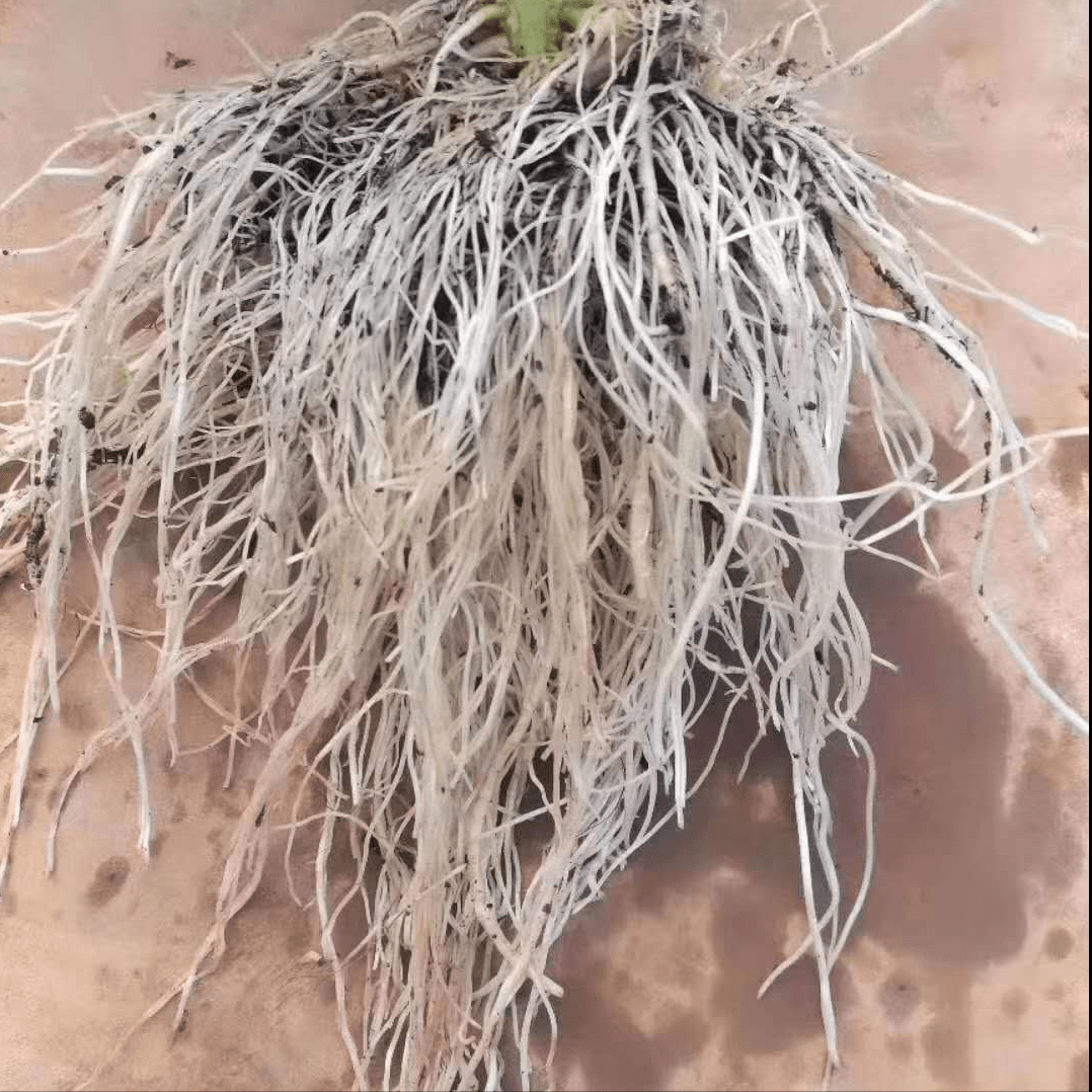 作物生根除了用生根剂,还有其它肥料吗?_根系