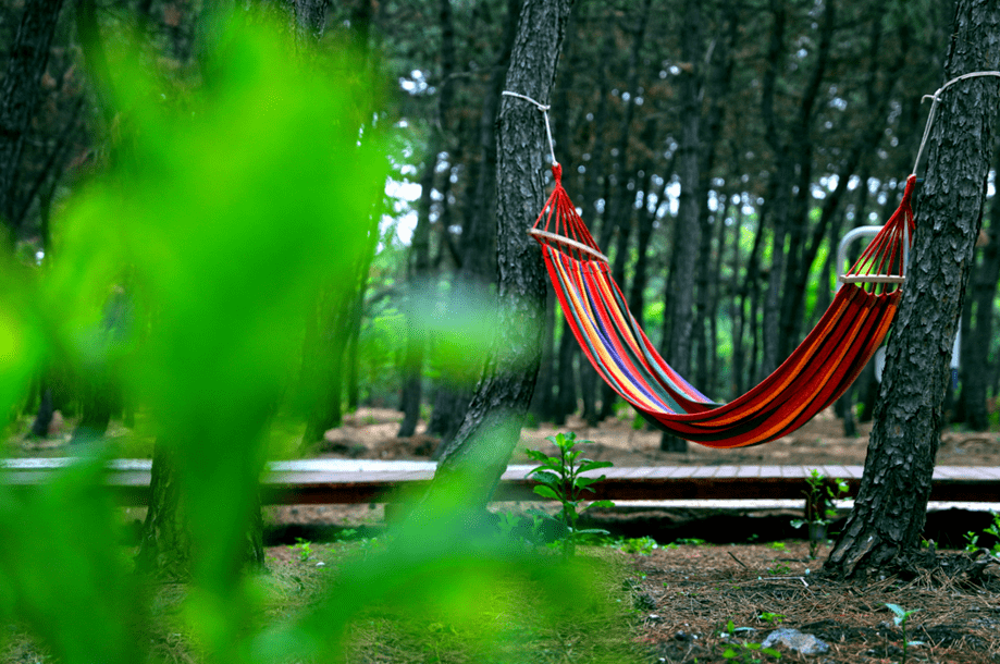 翔海森林小镇花海,林海,私家海滩入选央视中国影像方志!