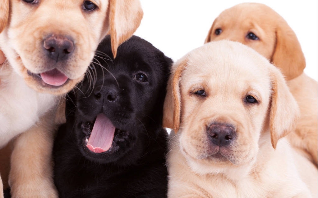 原创这6种出色的首选伴侣犬你最想要养哪一种