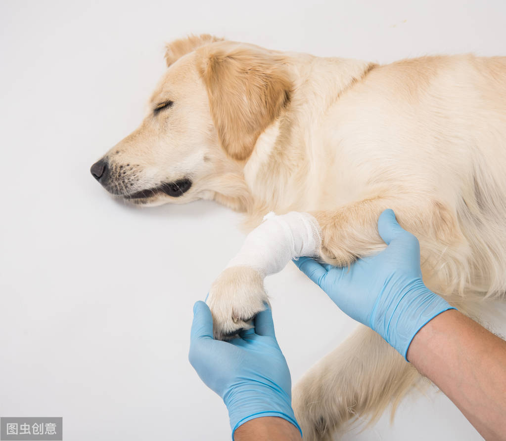 狗的艾迪生病丨早期发现治疗痊愈几率大,如果发现晚了会危及性命