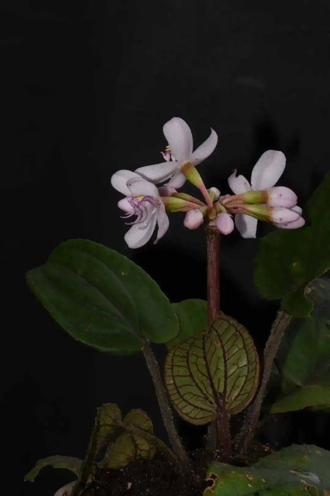 今年以来在云南新发现这些稀奇植物