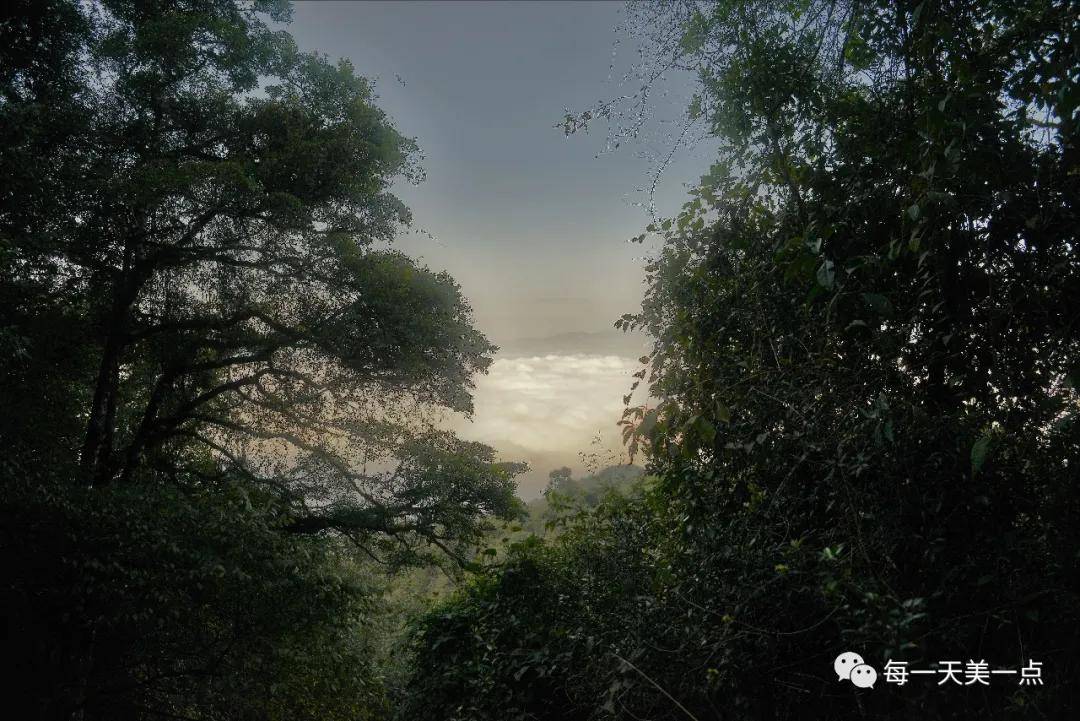 腾冲高黎贡，深山里的原始密林