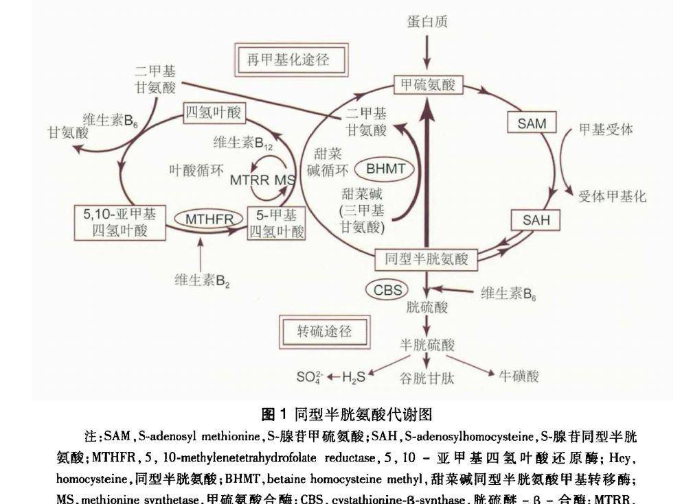 研究表明,高同型半胱氨酸与11种疾病相关,不仅仅只是补充叶酸_手机