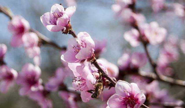 白居易這首大林寺桃花一開篇便令人驚豔同時還充滿了哲理