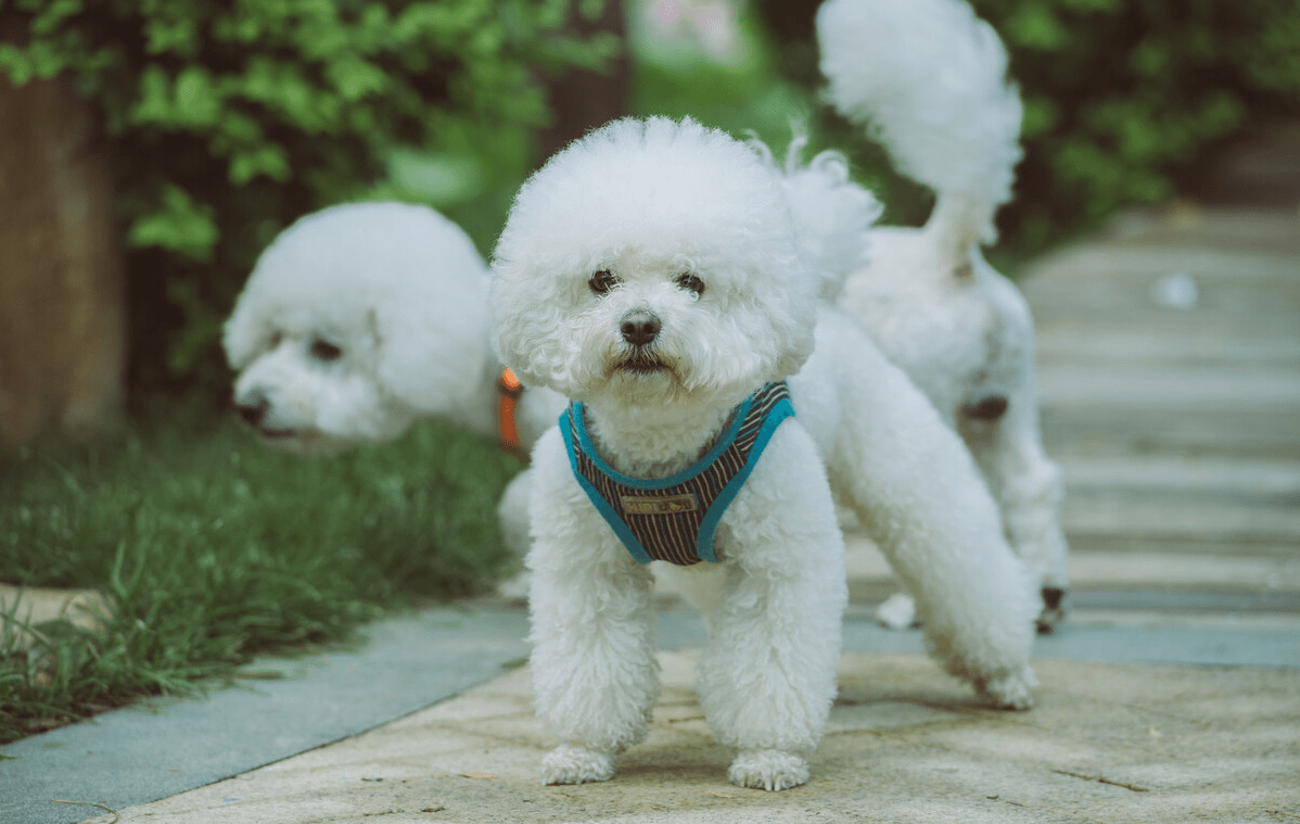 最容易失蹤的5種小型犬主人出門一定要看緊