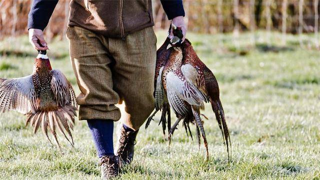 野鸡泛滥,英国却颁布狩猎"限制令",狩猎爱好者很生气