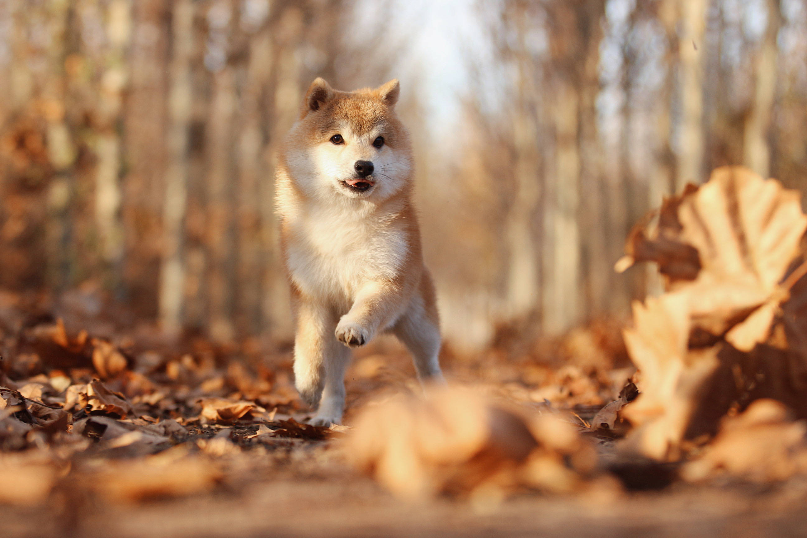 电脑壁纸动物柴犬图片