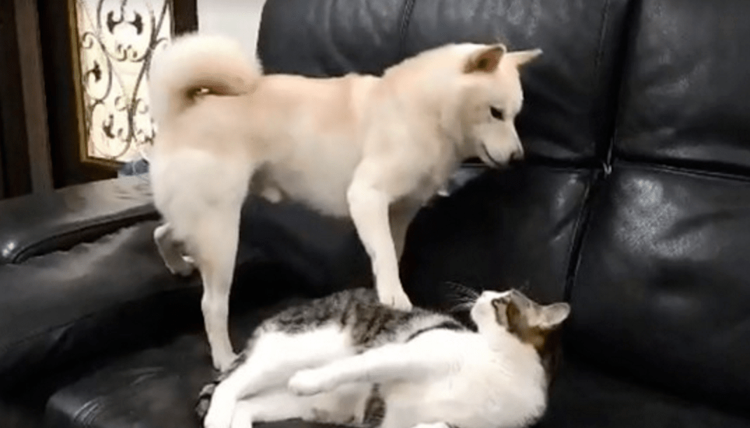 这些狗子对猫咪是真爱了白柴被打前紧闭双眼二哈压根打不还手