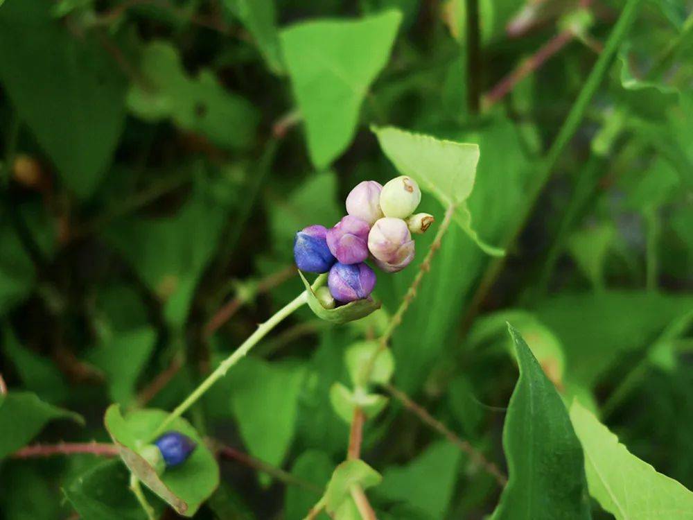 蛇倒退 来自搜狐网
