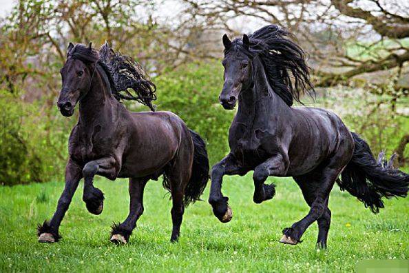 十马九苦:揭秘66年属马人的毕生寿命,过了55岁后什么命?_马人会