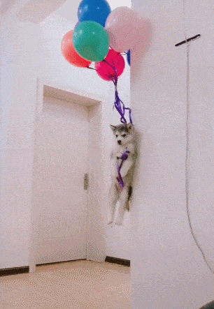 原创小二哈被挂升天,全程淡定无波动,特么被吓傻了!