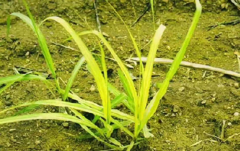 氮长叶,磷长果,钾肥缺了长柴火!怎么科学施肥?