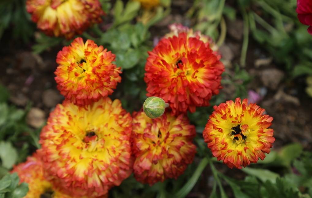 原创养花小妙招洋桔梗的养殖方法学会一开开一片