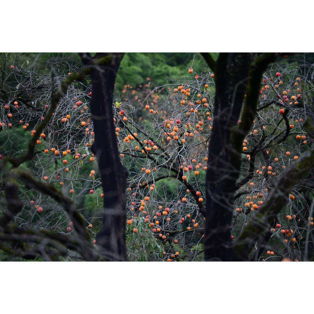 丽水松阳:柿子红了岩西村