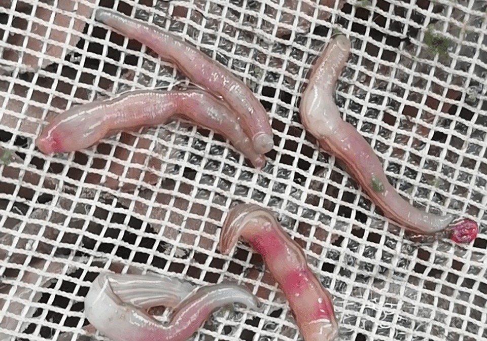 原创水蛭用什么药治疗肠炎比较好?