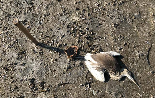 原创志愿者搜救带兽夹的黑脸琵鹭未果却发现多只中兽夹死亡鸟类