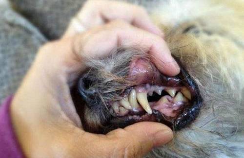 狗狗舌头溃疡肿胀