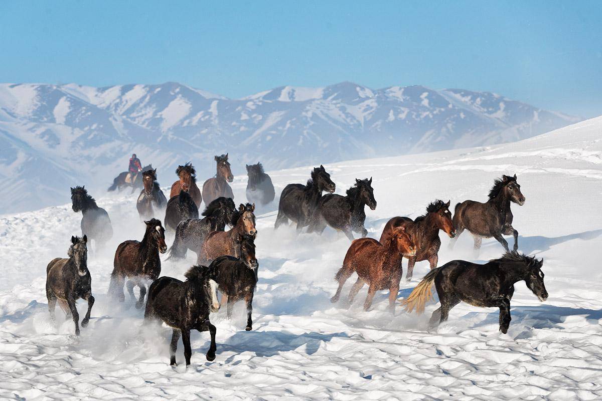 伊犁马中国珍稀的动物资源