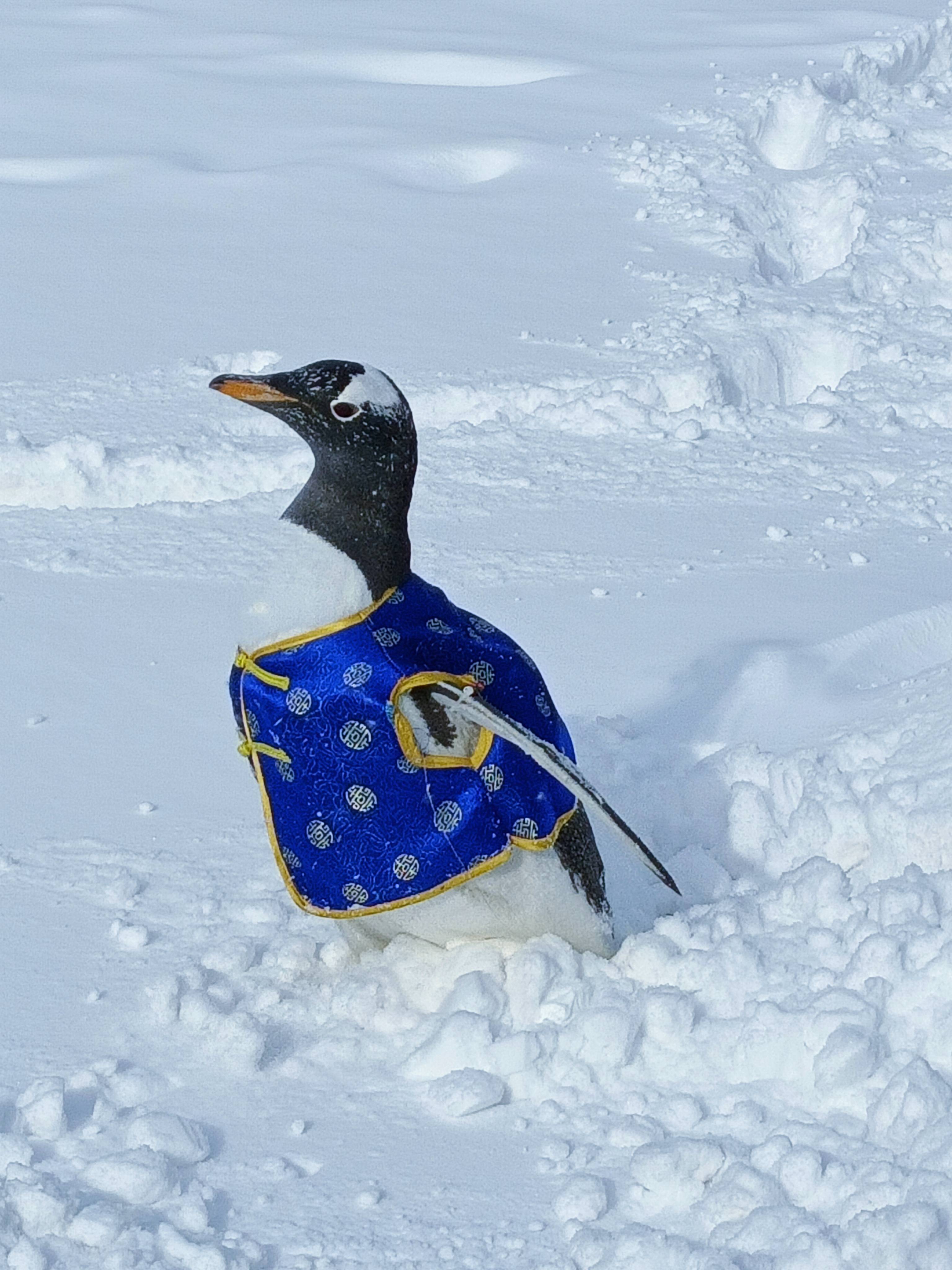 企鹅出圈,大雪过后踏雪溜达_手机搜狐网