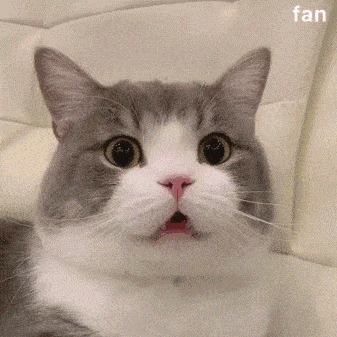 城市的喧嚣与我无关popo猫 哈哈哈哈哈原图在这里