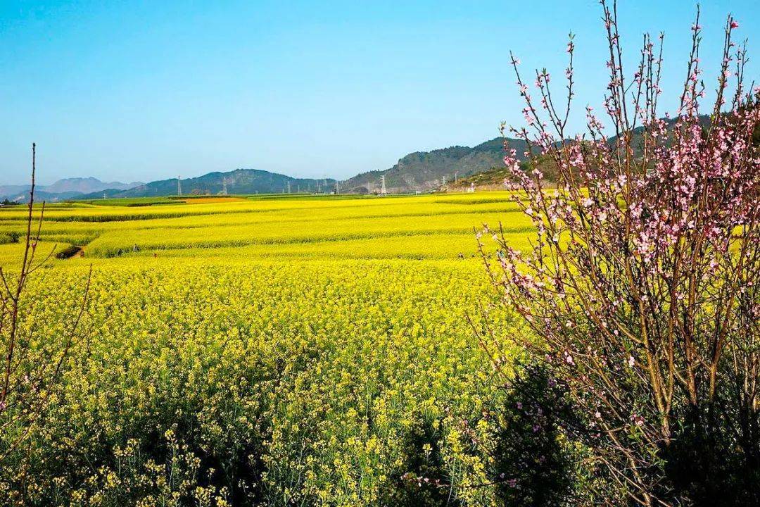 2021年第一波花海來襲,足以驚豔全世界,錯過又要再等一年.