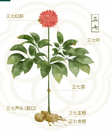 【舌尖上的药材】三七田七金不换,防病治病好药材-搜狐大视野-搜狐新闻