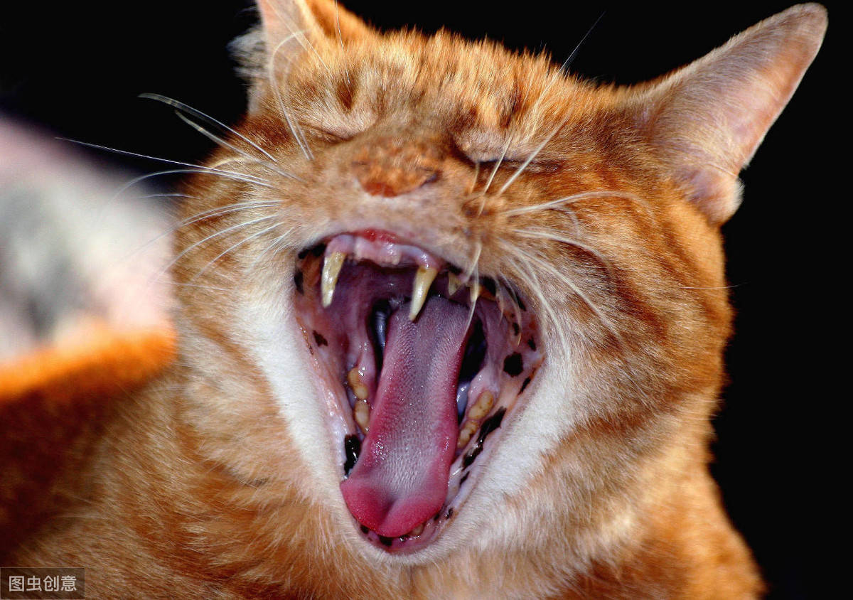 原创辟谣年纪越大的猫咪患口腔炎的几率越高一篇文章告诉你